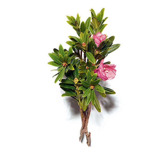 Rose des Alpes-Extrait de rose des alpes-Rhododendron ferrugineum