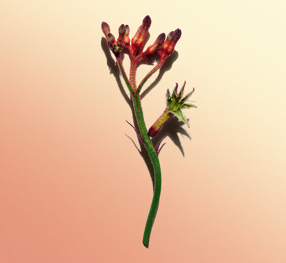 Fleur kangourou-Extrait de fleur kangourou bio-Anigozanthos flavidus