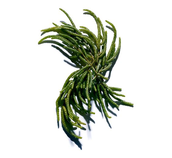 Salicorne-Extrait de salicorne bio-Salicornia herbacea extract