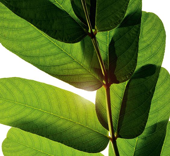 Senna-Senna extract-Cassia alata