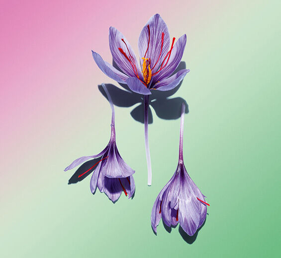 Safran-Polyphénols de fleur de safran (plante bio)-Crocus sativus