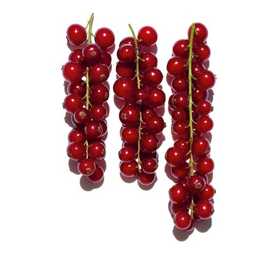 Groseillier rouge-Extrait de groseille rouge bio-Ribes rubrum