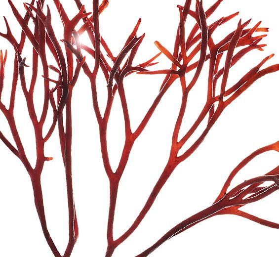 Furcellaria-Extrait de furcellaria-Furcellaria lumbricalis