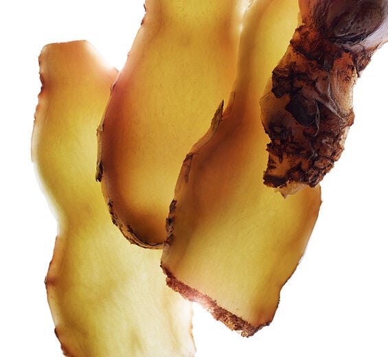 Zerumbet ginger-Zerumbet ginger extract-Zingiber zerumbet