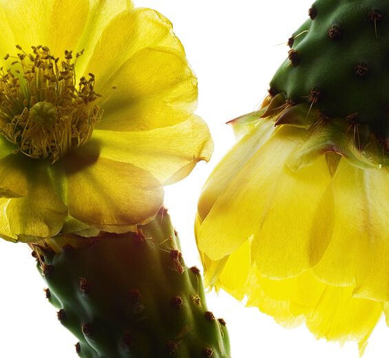 Prickly pear-Nopal extract-Opuntia ficus-indica