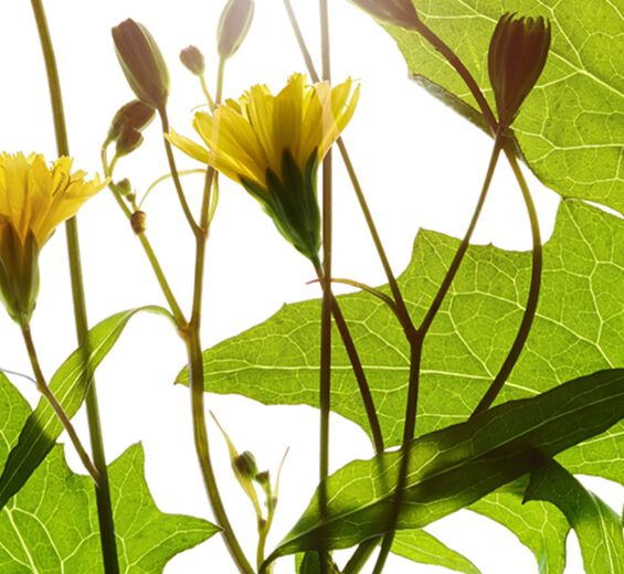 Nipplewort-Nipplewort extract-Lapsana communis