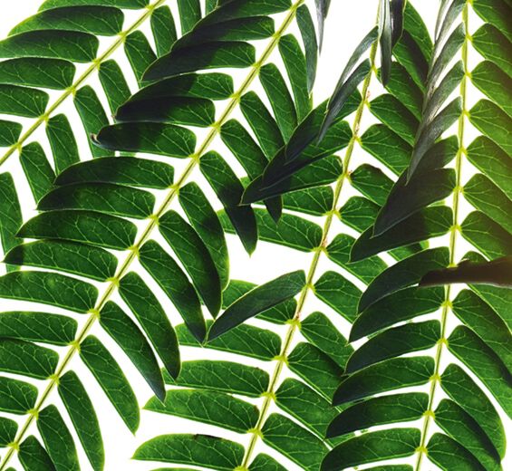 Albizia-Albizia extract-Albizia julibrissin