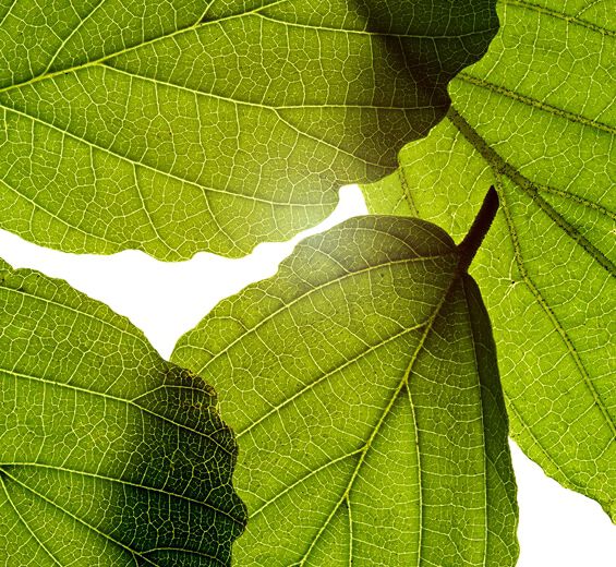 Witch hazel-Witch hazel extract-Hamamelis virginiana