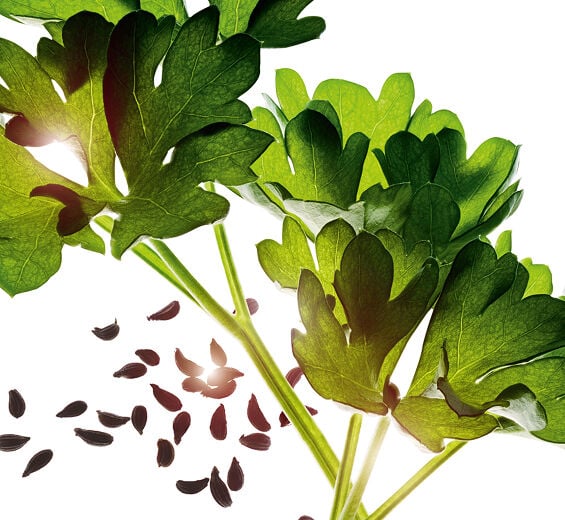 Persil-Huile essentielle de persil-Carum petroselinum