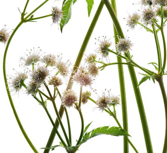 Sanicle-Organic sanicle extract-Sanicula europaea