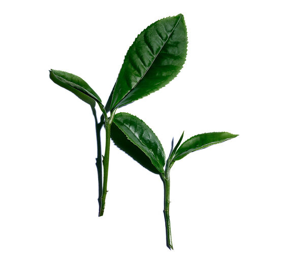 Théier-Extrait de thé blanc-Camellia sinensis