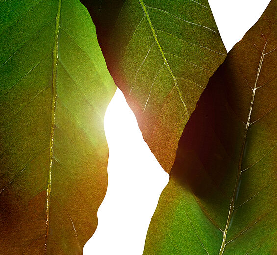 Huang qi-Extrait de huang qi-Engelhardtia chrysolepis