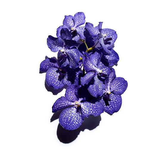 Blue orchid-Blue orchid extract-Vanda coerulea