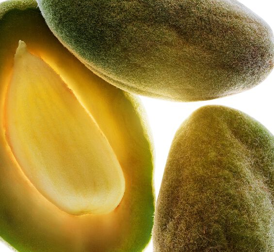 Almond tree-Organic sweet almond oil-Prunus amygdalus dulcis