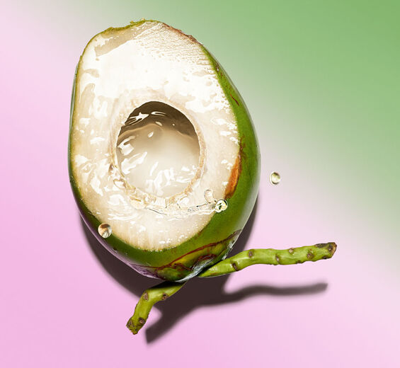 Coconut tree-Organic coconut water-Cocos nucifera