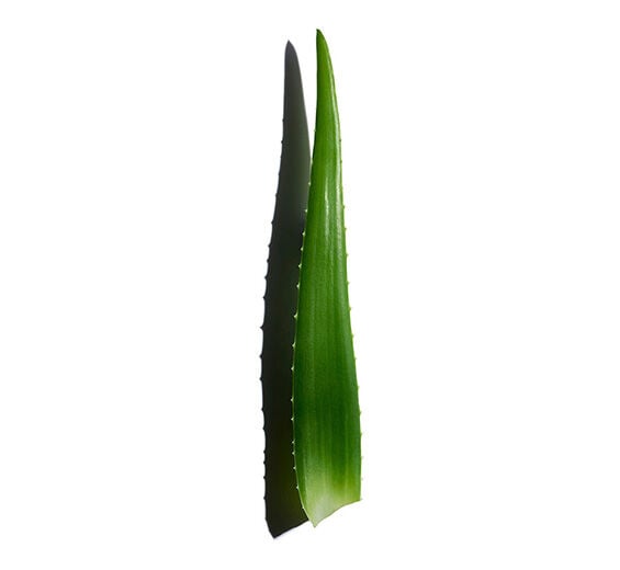 Aloe vera-Aloe vera extract-Aloe vera