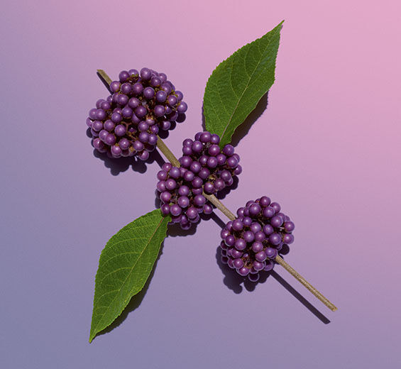 Beautyberry-Beautyberry extract-Callicarpa japonica fruit extract