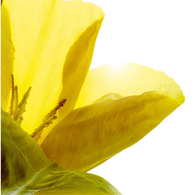 Cryo-Flash Cream - Cold Face Mask