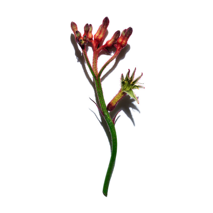 Extra-Firming Jour - Peaux S&egrave;ches