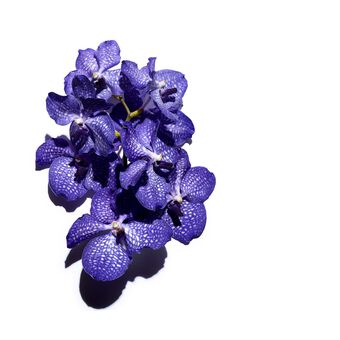 Blue Orchid Treatment Oil