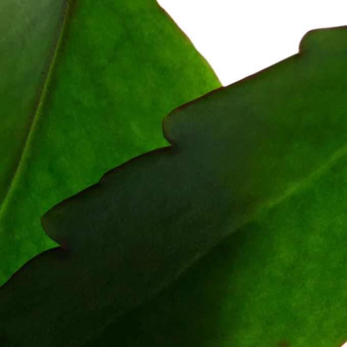 Exfoliant Crème Rafraîchissant