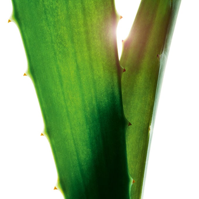 Plan produit de la gamme auto-bronzante de Clarins, qui contient des produits visage et corps pour un &eacute;clat radieux, dor&eacute; et h&acirc;l&eacute;.