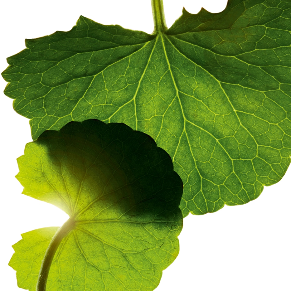 Centella asiatica-Asiaticosid-Centella asiatica