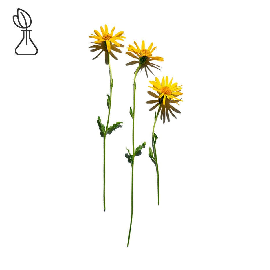 Arnica-Arnica extract-Gentiana lutea
