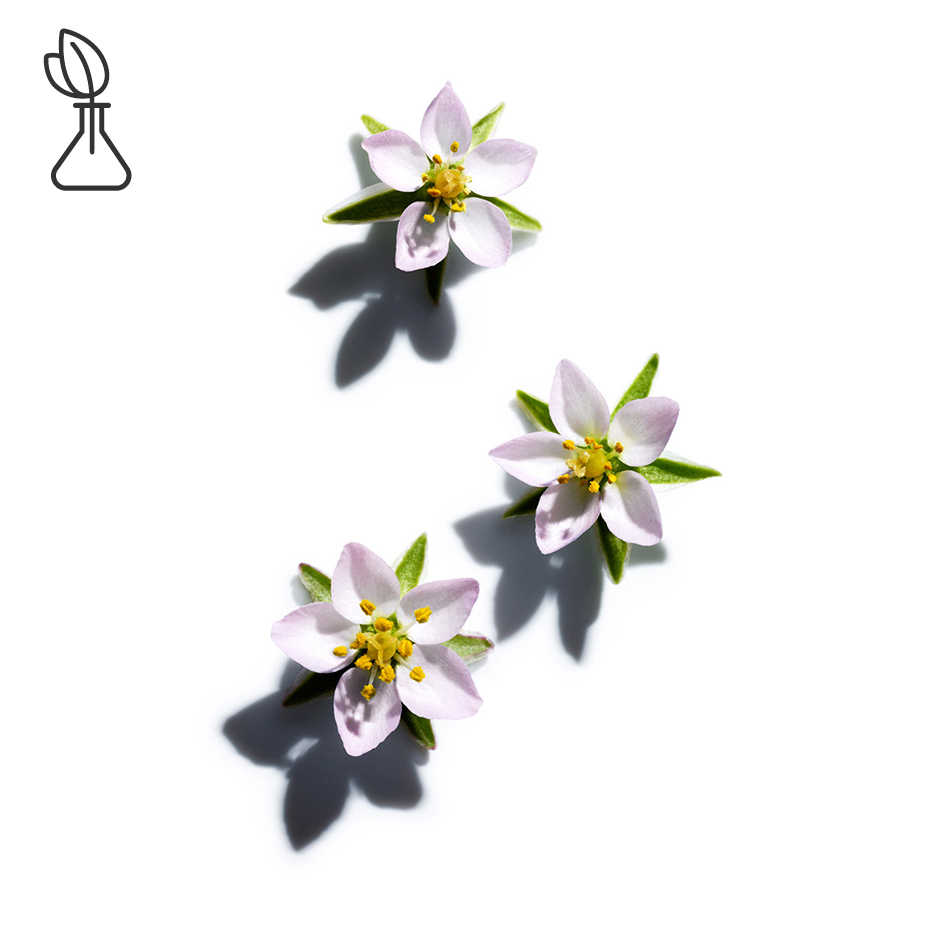 Sabline-Extrait de sabline-Spergularia rubra