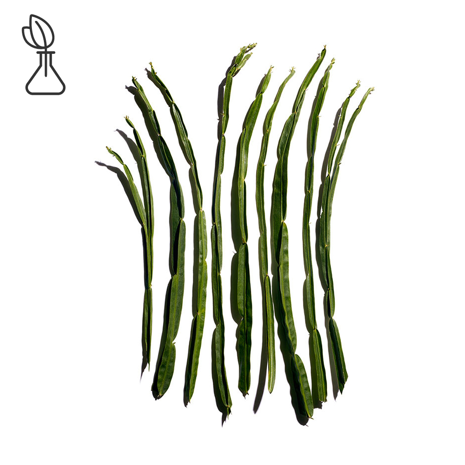 Baccharis-Baccharis extract-Baccharis genistelloides