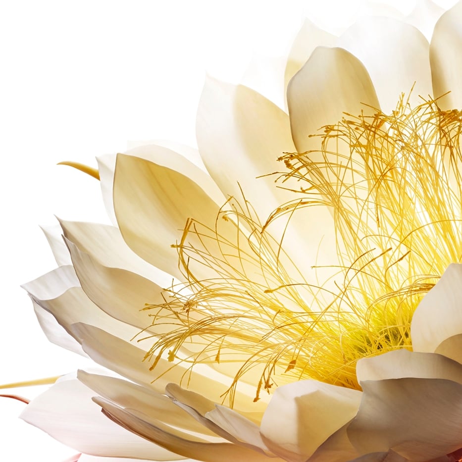 Reine de la nuit-Cryoextrait de reine de la nuit-Cereus grandiflorus