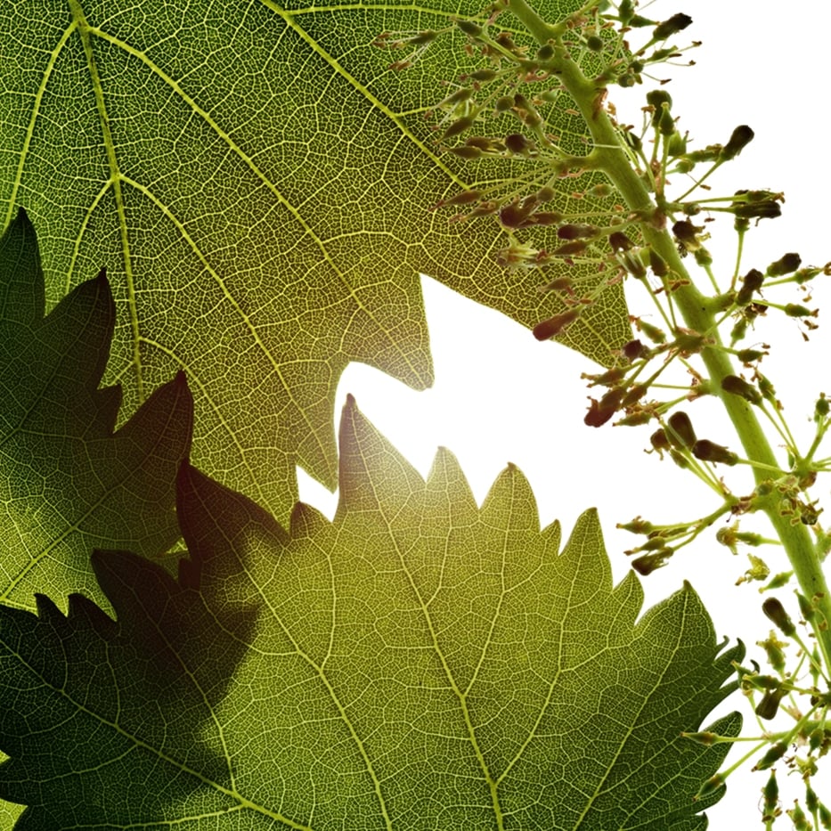 Vine-Vine flowers cell extract-Vitis vinifera