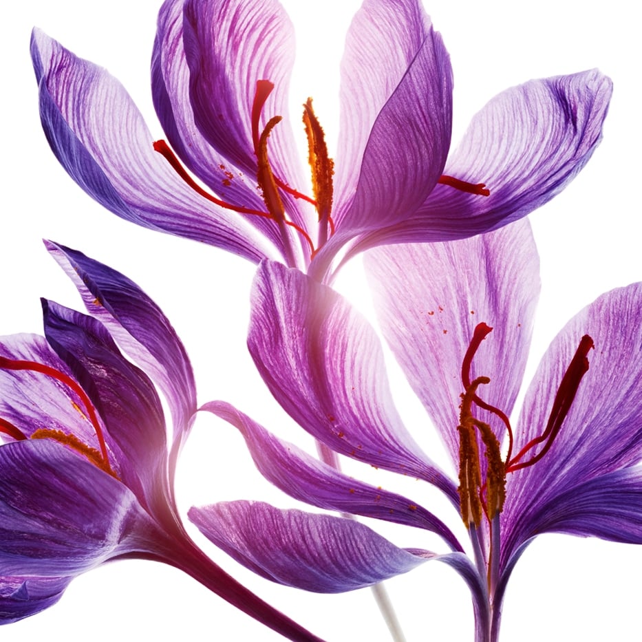 Crocus-Saffron flower polyphenols (from an organic plant)-Crocus sativus