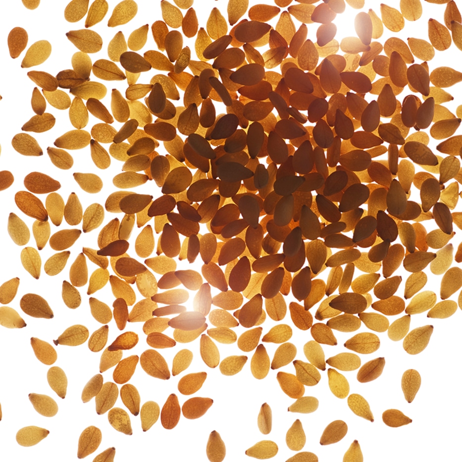 Sésame-Huile de sésame bio-Sesamum indicum