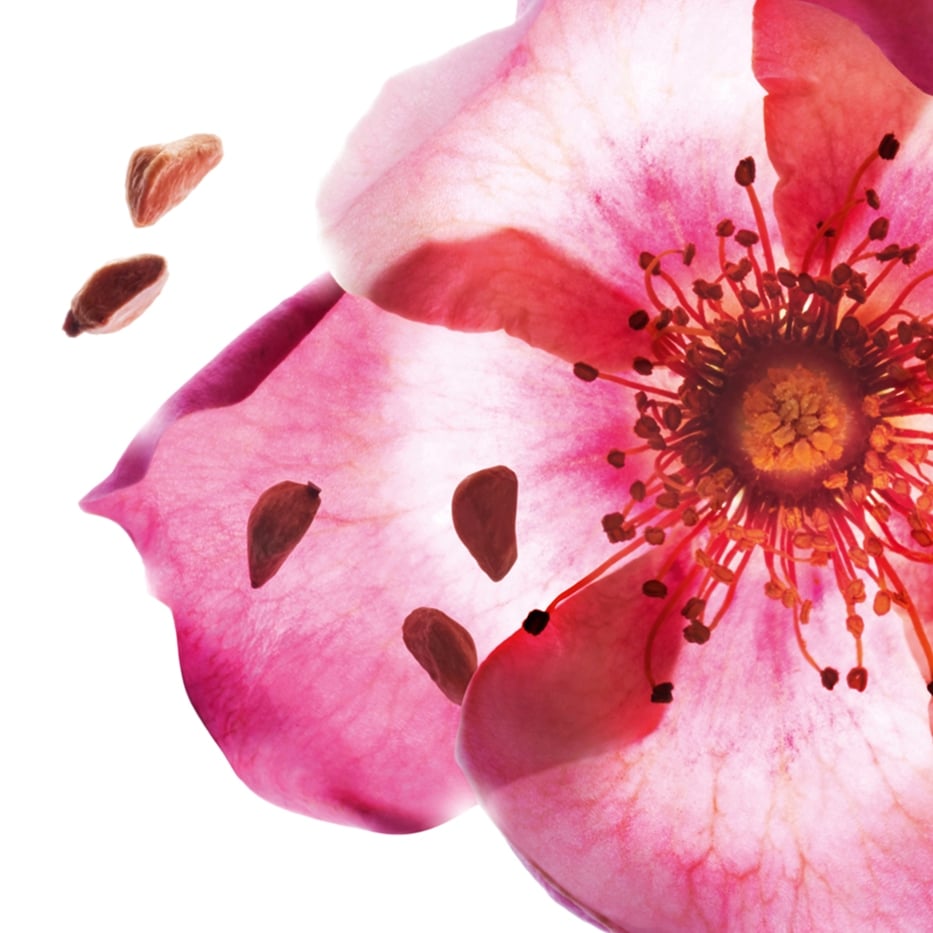 Sweetbriar-Organic sweetbriar oil-Rosa rubiginosa