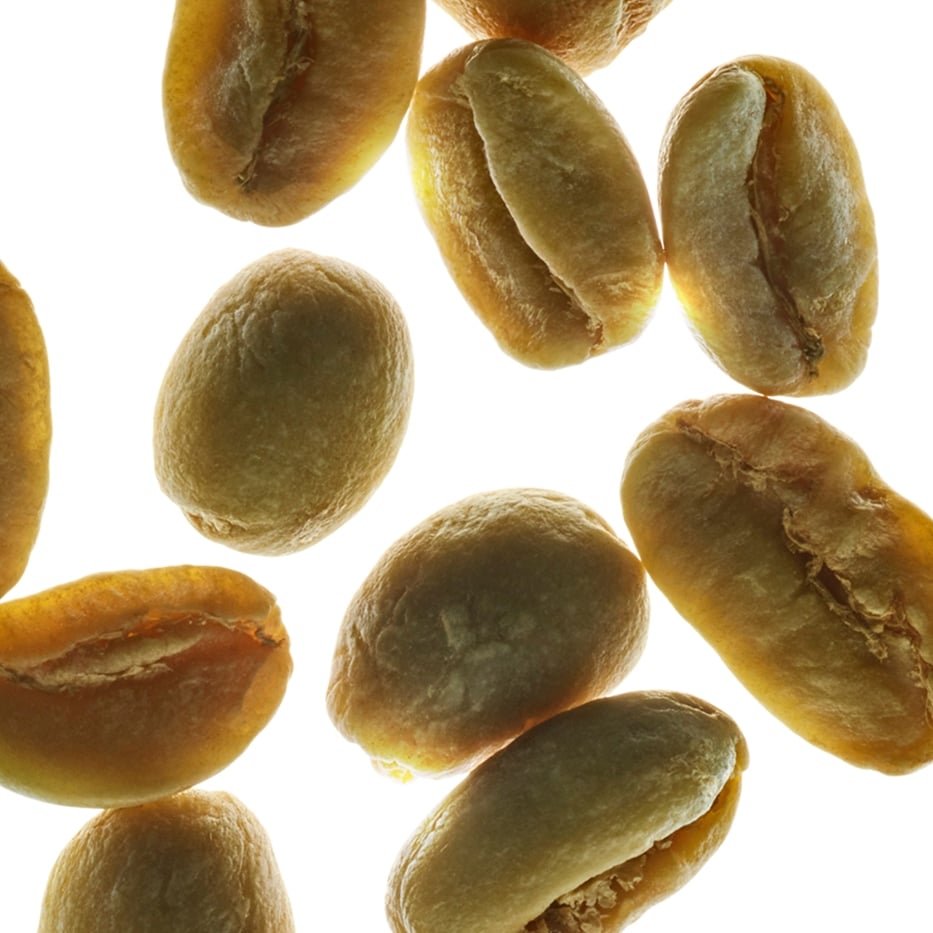 Arabica coffee shrub-Plant caffeine-Coffea arabica