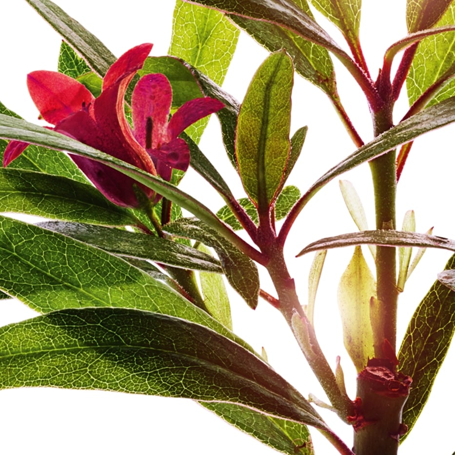 Alpenrose-Alpenrose extract-Rhododendron ferrugineum