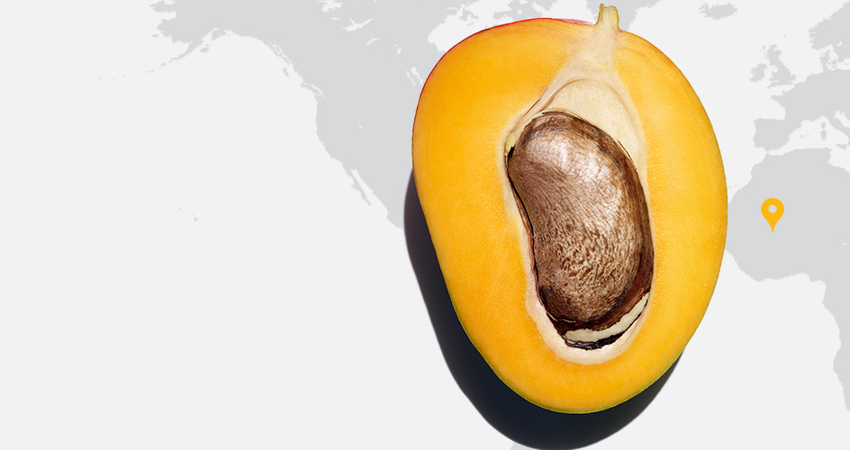 Wild Mango