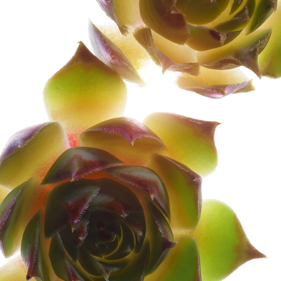 Houseleek-Organic houseleek extract-Sempervivum tectorum