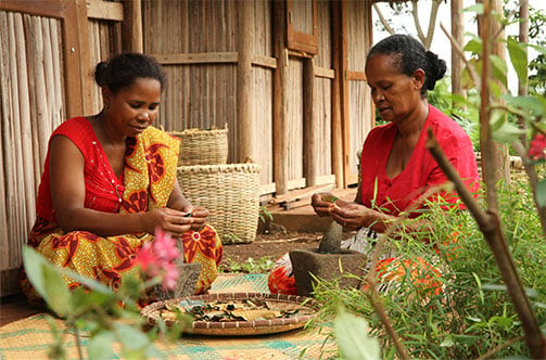 Comment l’extrait d’Harungana bio de Madagascar agit contre la perte de densité?