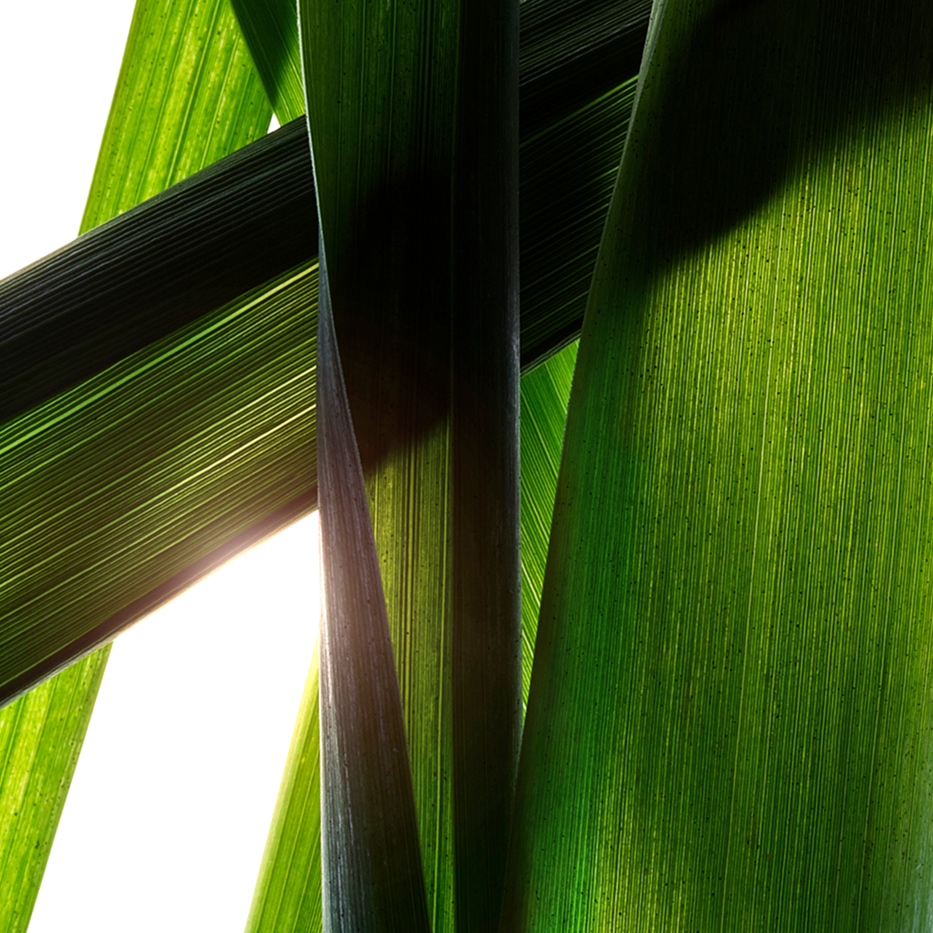 Grand roseau de Provence-Extrait de grand roseau de Provence bio-Arundo Donax Stem Extract