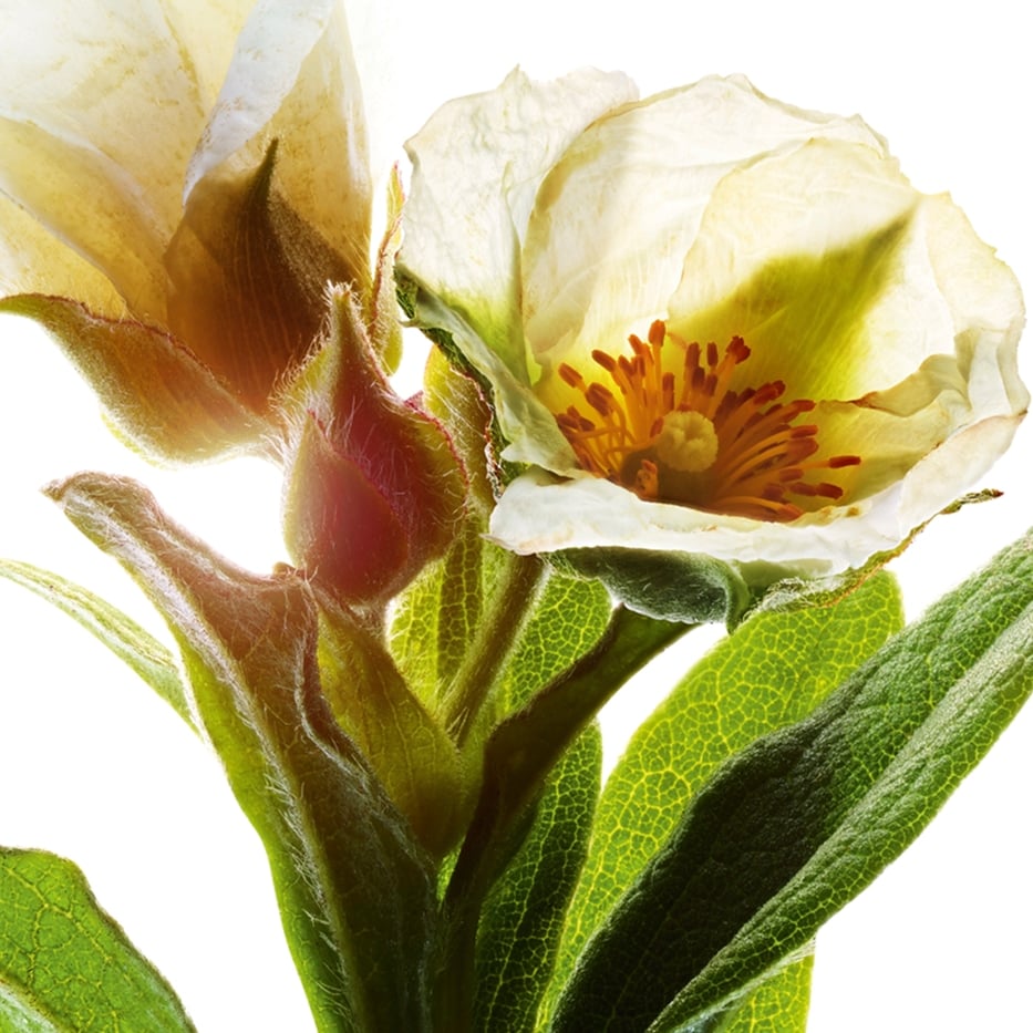 Montpellier rock-rose-Organic montpellier rock-rose extract-Cistus monspeliensis