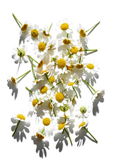 Camomile ingredient