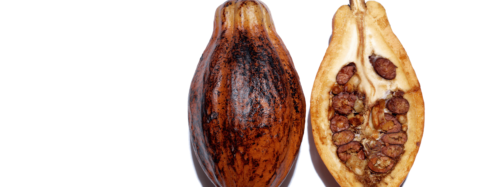 Cacao