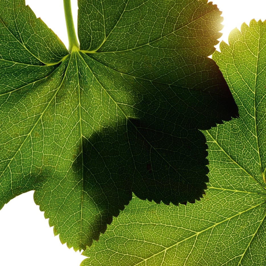 Alchémille-Extrait d'alchemille-Alchemilla vulgaris