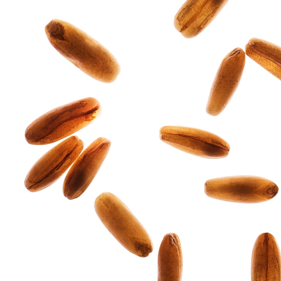 Avoine-Sucres d’avoine bio-Avena sativa