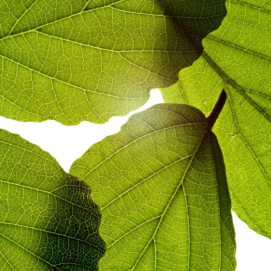 Witch hazel-Witch hazel extract-Hamamelis virginiana