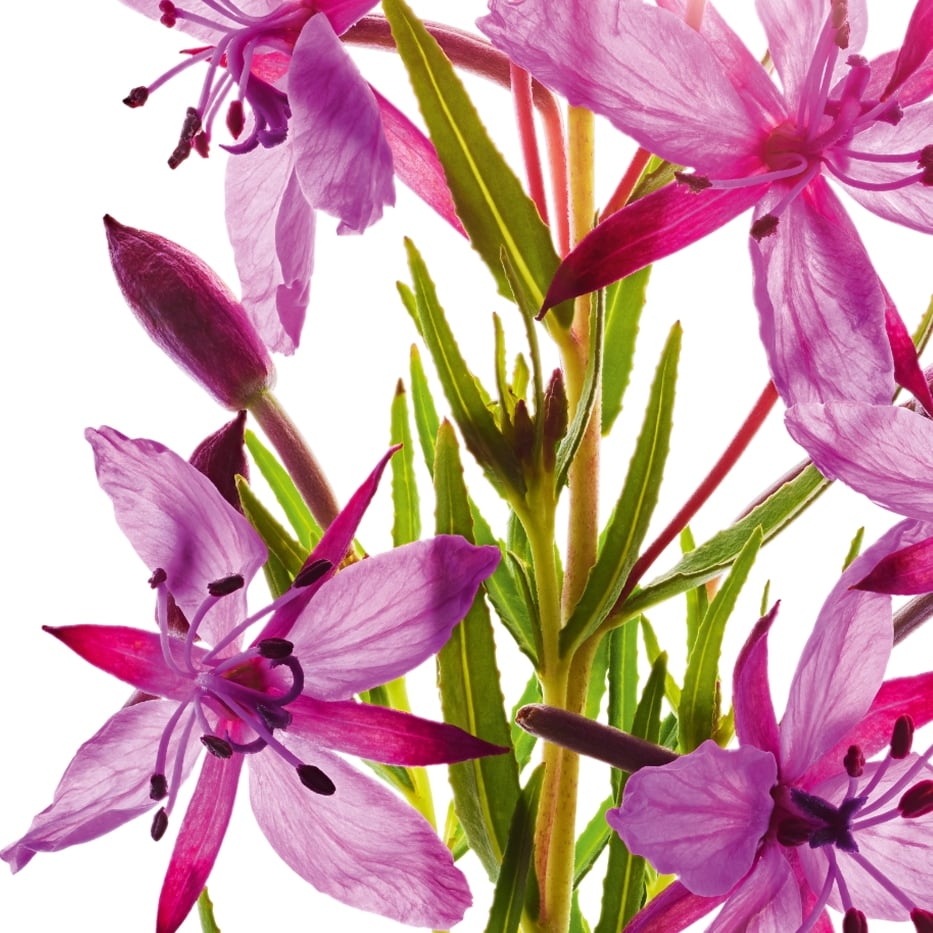 Alpine willowherb-Organic alpine willowherb extract-Epilobium fleischeri