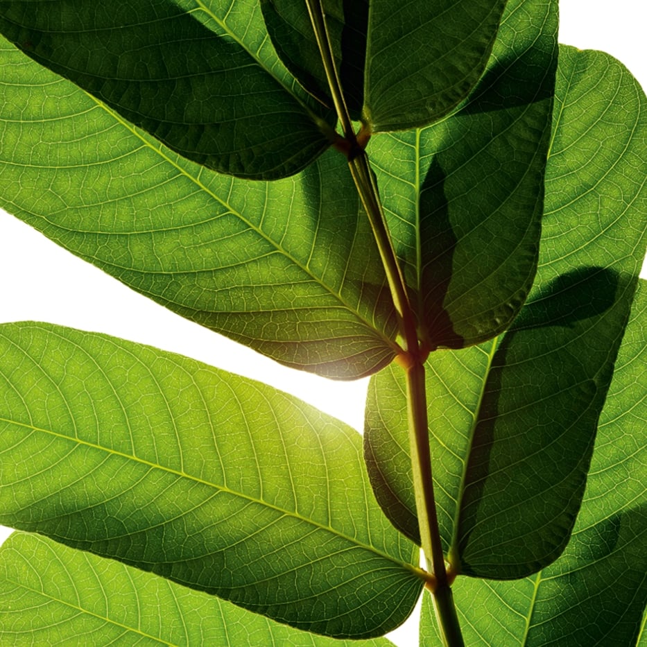 Senna-Senna extract-Cassia alata