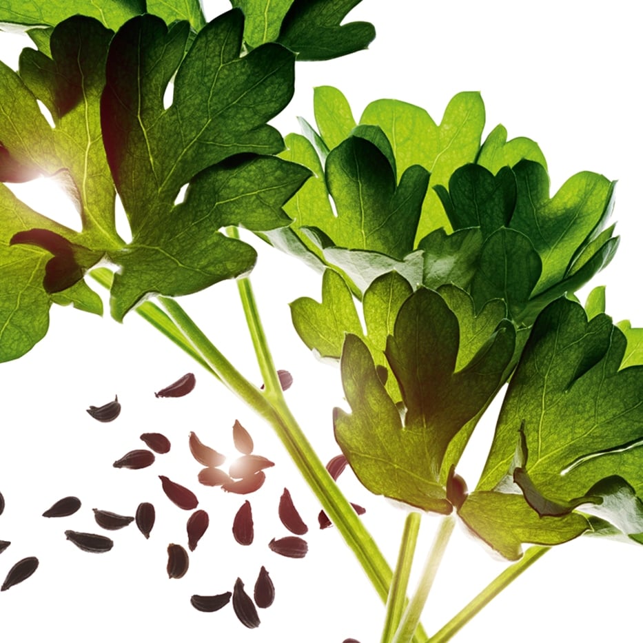 Parsley-Parsley essential oil-Carum petroselinum